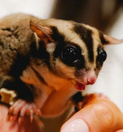 Sugar Glider Encounter The Green Planet